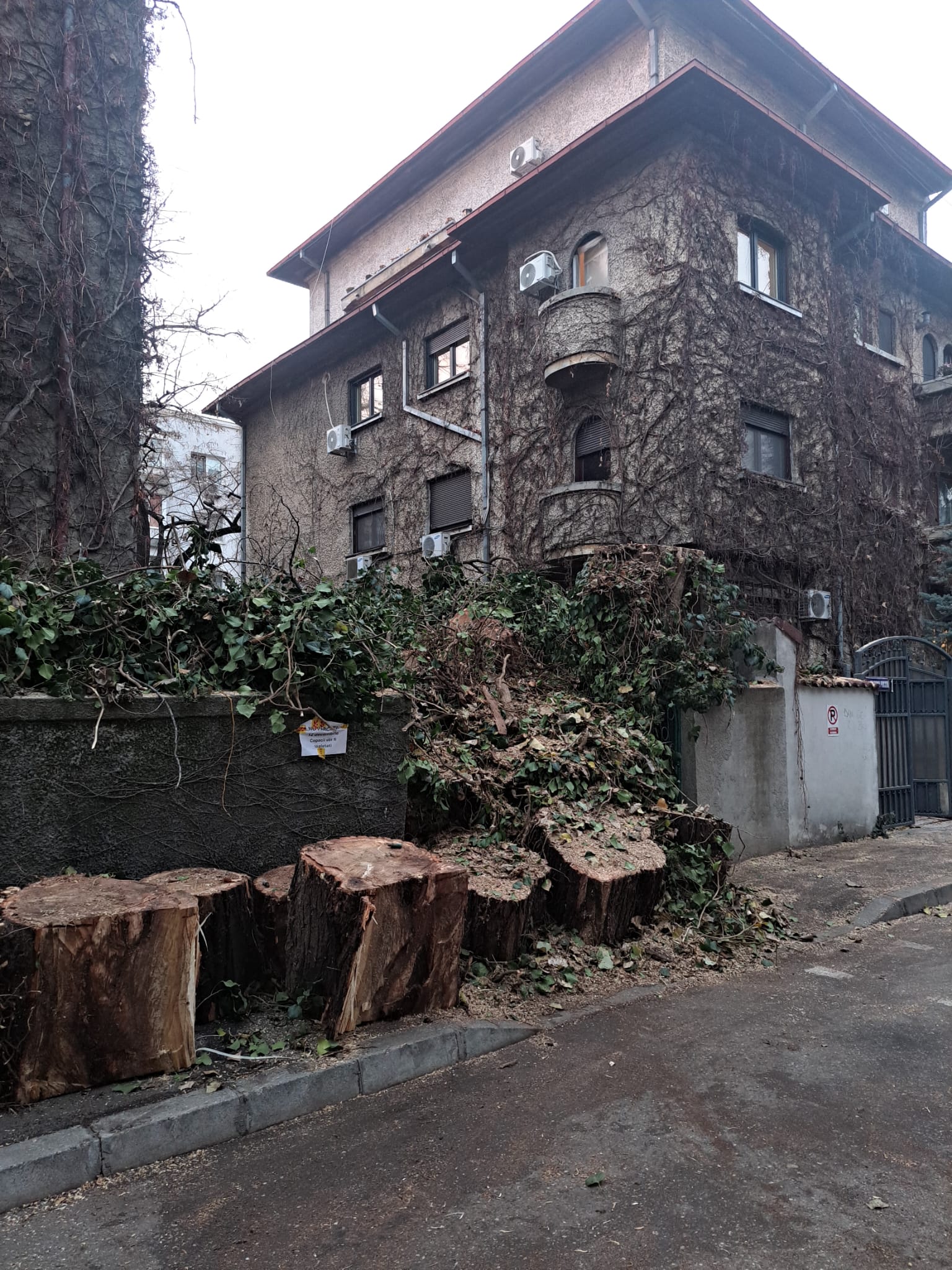 Zona pregatita pentru reamenajare dupa defrisare 